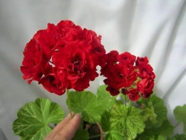 Tenam Garden Homestay Kalimpong Esterno foto